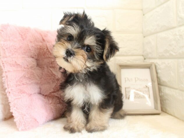 兵庫県のハーフ犬・ミックス犬 (ペット・プラザ アミーゴ神戸灘店/2026年7月12日生まれ/男の子/スチールブルータン)の子犬の3枚目の画像