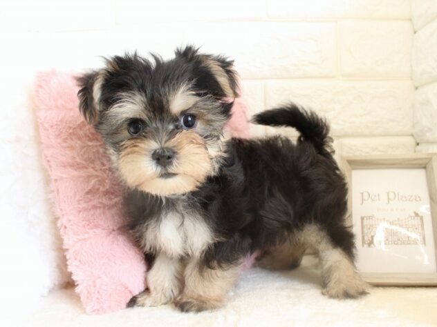 兵庫県のハーフ犬・ミックス犬 (ペット・プラザ アミーゴ神戸灘店/2026年7月12日生まれ/男の子/スチールブルータン)の子犬の2枚目の画像