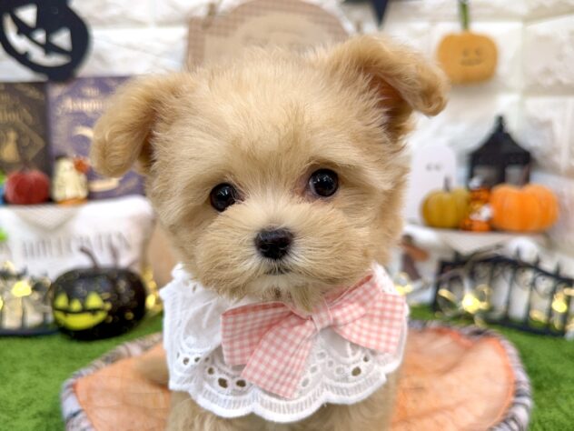 兵庫県のハーフ犬・ミックス犬 (ワンキャラット アミーゴ姫路花田店/2026年7月12日生まれ/女の子/アプリコット)の子犬の1枚目の画像
