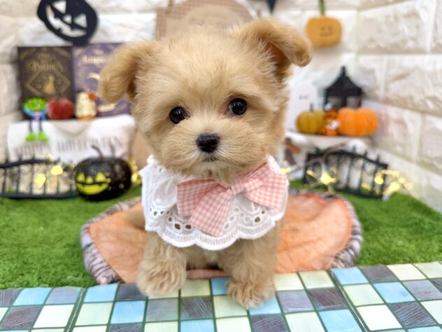 兵庫県のハーフ犬・ミックス犬 (ワンキャラット アミーゴ姫路花田店/2026年7月12日生まれ/女の子/アプリコット)の子犬の2枚目の画像
