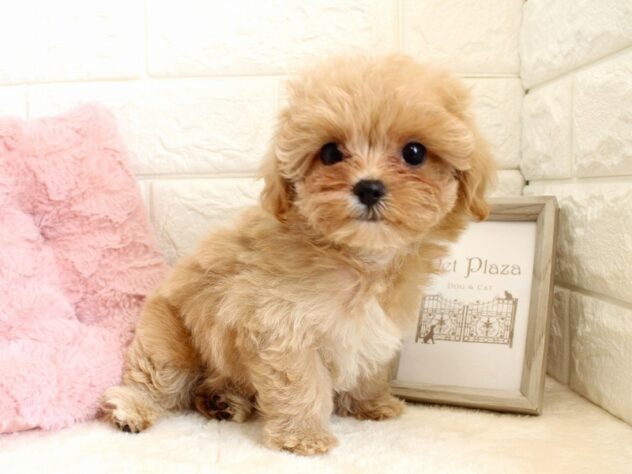 兵庫県のハーフ犬・ミックス犬 (ペット・プラザ アミーゴ神戸灘店/2026年7月12日生まれ/女の子/クリーム)の子犬の3枚目の画像