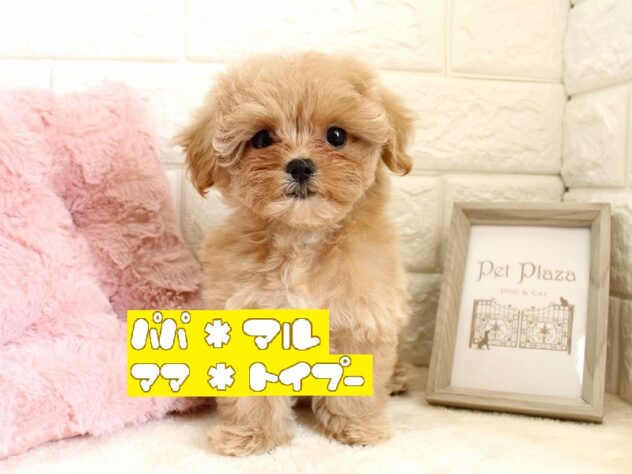 兵庫県のハーフ犬・ミックス犬 (ペット・プラザ アミーゴ神戸灘店/2026年7月12日生まれ/女の子/クリーム)の子犬の1枚目の画像