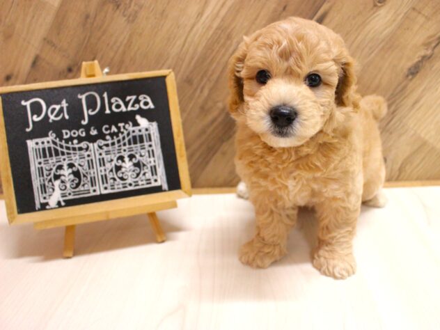 2026年7月7日生まれのハーフ犬・ミックス犬