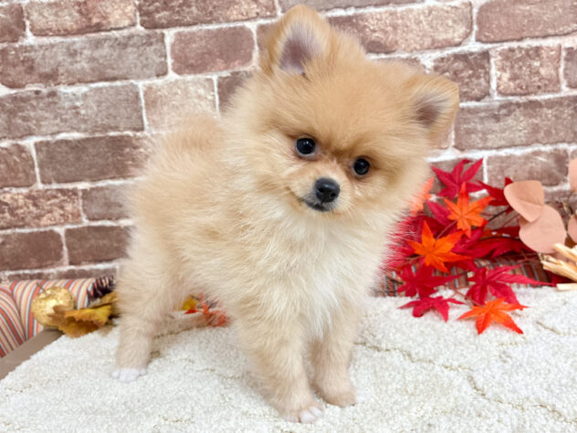 広島県のポメラニアン (アミーゴ西条店/2026年7月29日生まれ/女の子/オレンジ)の子犬