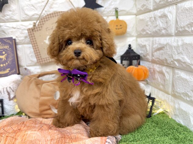兵庫県のトイプードル(トイ) (ワンキャラット アミーゴ姫路花田店/2026年5月22日生まれ/男の子/レッド)の子犬の4枚目の画像