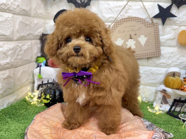 兵庫県のトイプードル(トイ) (ワンキャラット アミーゴ姫路花田店/2026年5月22日生まれ/男の子/レッド)の子犬の3枚目の画像