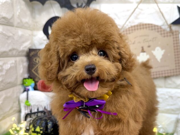 兵庫県のトイプードル(トイ) (ワンキャラット アミーゴ姫路花田店/2026年5月22日生まれ/男の子/レッド)の子犬の1枚目の画像