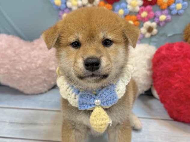 兵庫県の柴犬(標準サイズ) (ワンキャラット アミーゴ姫路飾磨店/2026年7月4日生まれ/男の子/赤)の子犬の1枚目の画像