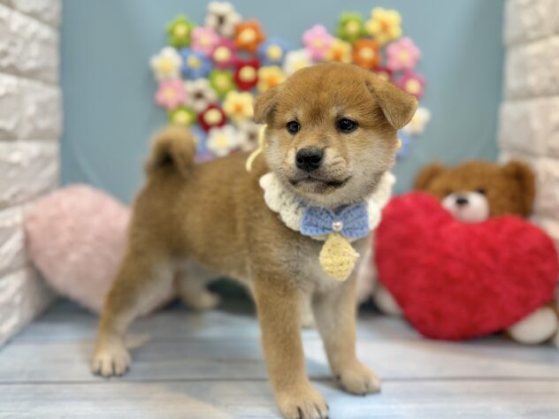 兵庫県の柴犬(標準サイズ) (ワンキャラット アミーゴ姫路飾磨店/2026年7月4日生まれ/男の子/赤)の子犬の2枚目の画像