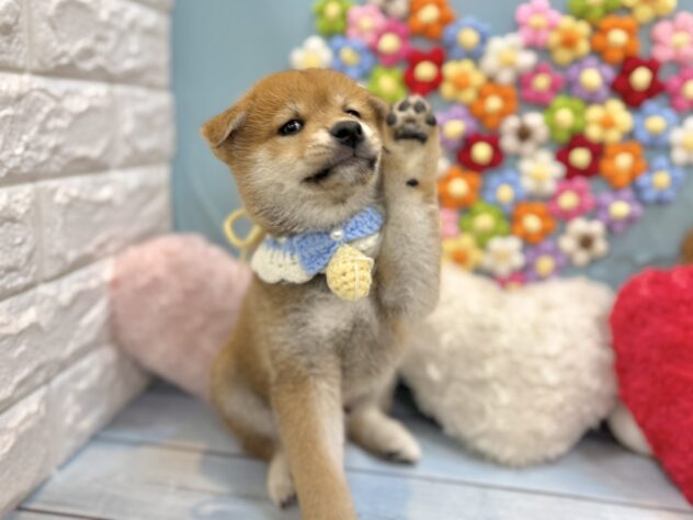 兵庫県の柴犬(標準サイズ) (ワンキャラット アミーゴ姫路飾磨店/2026年7月4日生まれ/男の子/赤)の子犬の3枚目の画像