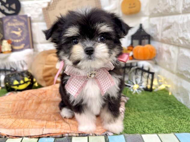 兵庫県のハーフ犬・ミックス犬 (ワンキャラット アミーゴ姫路花田店/2026年7月19日生まれ/女の子/ブラックタンホワイト)の子犬の2枚目の画像
