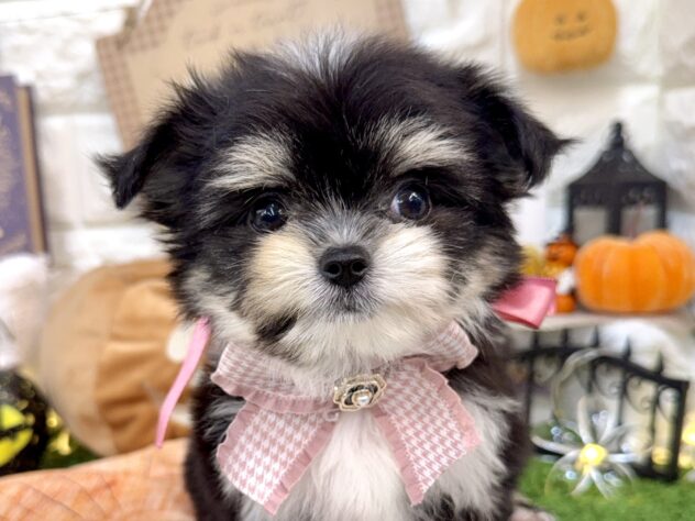 兵庫県のハーフ犬・ミックス犬 (ワンキャラット アミーゴ姫路花田店/2026年7月19日生まれ/女の子/ブラックタンホワイト)の子犬の1枚目の画像