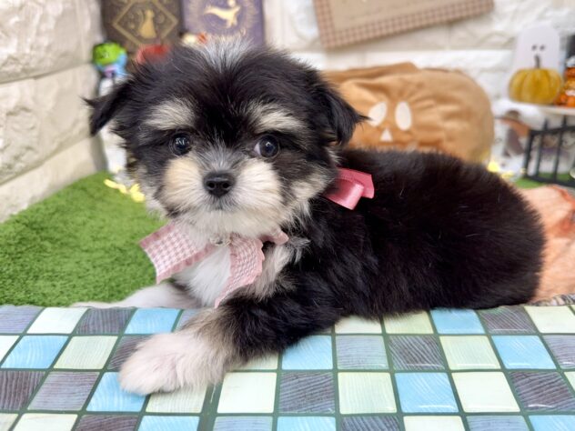 兵庫県のハーフ犬・ミックス犬 (ワンキャラット アミーゴ姫路花田店/2026年7月19日生まれ/女の子/ブラックタンホワイト)の子犬の4枚目の画像