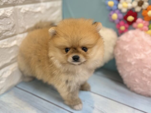 兵庫県のポメラニアン (ワンキャラット アミーゴ姫路飾磨店/2026年7月9日生まれ/女の子/オレンジ)の子犬の3枚目の画像