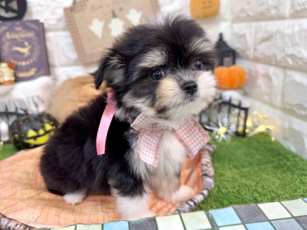 兵庫県のハーフ犬・ミックス犬 (ワンキャラット アミーゴ姫路花田店/2026年7月19日生まれ/女の子/ブラックタンホワイト)の子犬の3枚目の画像