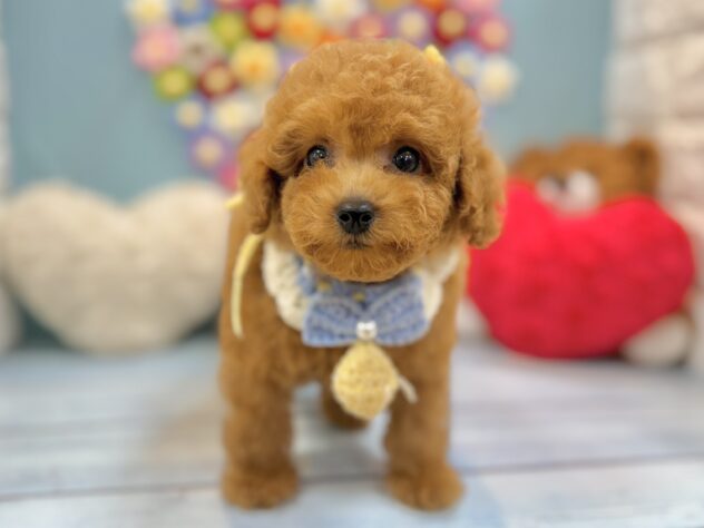 兵庫県のトイプードル(トイ) (ワンキャラット アミーゴ姫路飾磨店/2026年7月11日生まれ/男の子/レッドフォーン)の子犬の2枚目の画像