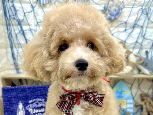兵庫県のハーフ犬・ミックス犬 (ワンキャラット アミーゴ姫路花田店/2026年2月1日生まれ/女の子/クリーム)の子犬の1枚目の画像