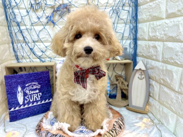 兵庫県のハーフ犬・ミックス犬 (ワンキャラット アミーゴ姫路花田店/2026年2月1日生まれ/女の子/クリーム)の子犬の2枚目の画像
