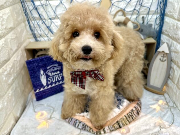 兵庫県のハーフ犬・ミックス犬 (ワンキャラット アミーゴ姫路花田店/2026年2月1日生まれ/女の子/クリーム)の子犬の3枚目の画像