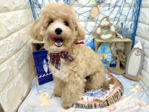 兵庫県のハーフ犬・ミックス犬 (ワンキャラット アミーゴ姫路花田店/2026年2月1日生まれ/女の子/クリーム)の子犬の4枚目の画像