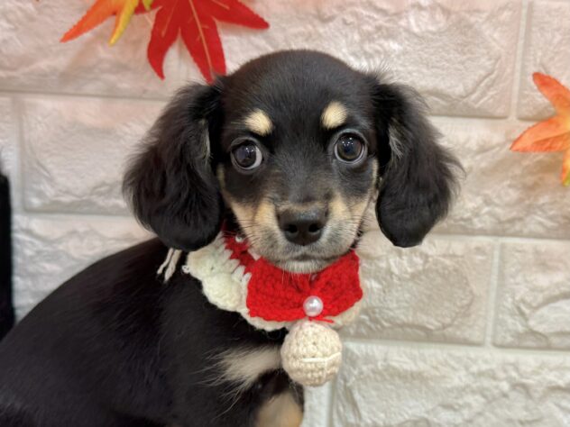 兵庫県のハーフ犬・ミックス犬 (ワンキャラット アミーゴ姫路飾磨店/2026年6月26日生まれ/女の子/ブラックタン)の子犬の1枚目の画像