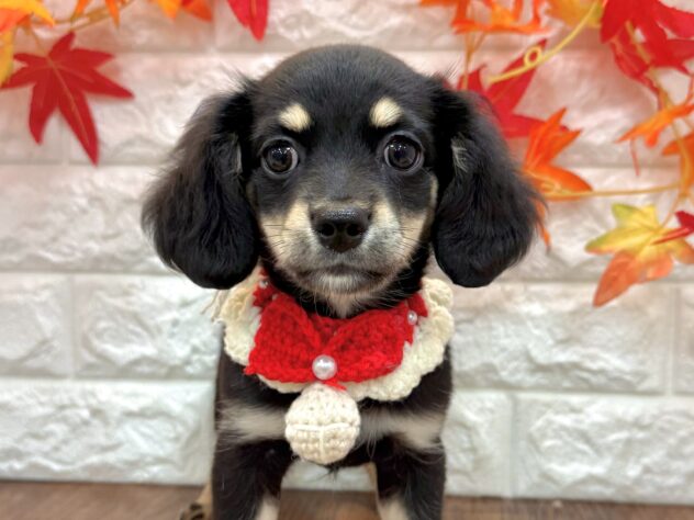 兵庫県のハーフ犬・ミックス犬 (ワンキャラット アミーゴ姫路飾磨店/2026年6月26日生まれ/女の子/ブラックタン)の子犬の2枚目の画像