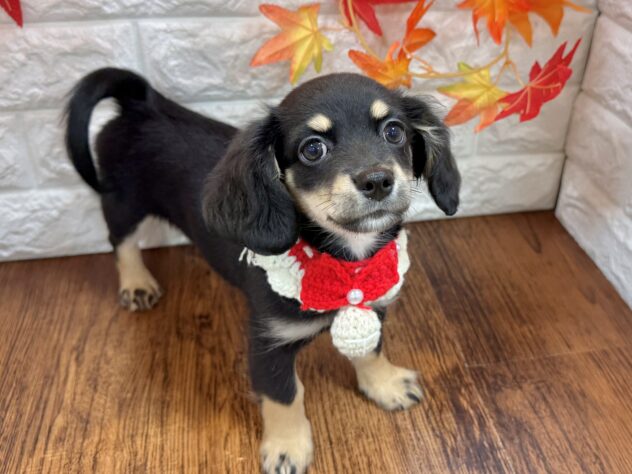 兵庫県のハーフ犬・ミックス犬 (ワンキャラット アミーゴ姫路飾磨店/2026年6月26日生まれ/女の子/ブラックタン)の子犬の3枚目の画像