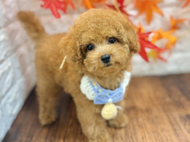 兵庫県のトイプードル(トイ) (ワンキャラット アミーゴ姫路飾磨店/2026年7月11日生まれ/男の子/レッドフォーン)の子犬の3枚目の画像