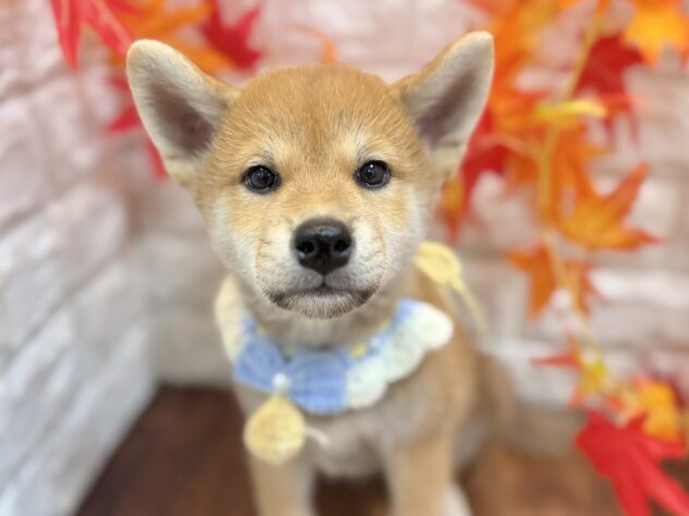 兵庫県の柴犬(標準サイズ) (ワンキャラット アミーゴ姫路飾磨店/2026年7月4日生まれ/男の子/赤)の子犬の1枚目の画像