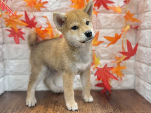 兵庫県の柴犬(標準サイズ) (ワンキャラット アミーゴ姫路飾磨店/2026年7月4日生まれ/男の子/赤)の子犬の3枚目の画像