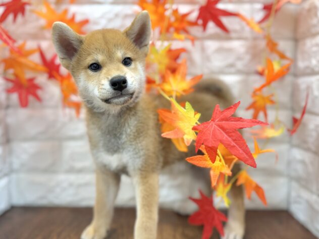 兵庫県の柴犬(標準サイズ) (ワンキャラット アミーゴ姫路飾磨店/2026年7月4日生まれ/男の子/赤)の子犬の2枚目の画像