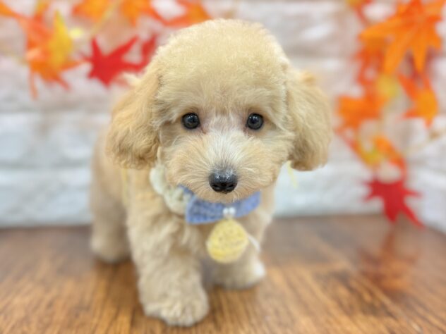 兵庫県のトイプードル(トイ) (ワンキャラット アミーゴ姫路飾磨店/2026年7月16日生まれ/男の子/ペールフォーン)の子犬の2枚目の画像