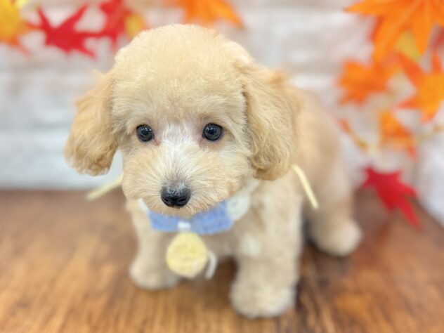 兵庫県のトイプードル(トイ) (ワンキャラット アミーゴ姫路飾磨店/2026年7月16日生まれ/男の子/ペールフォーン)の子犬の3枚目の画像