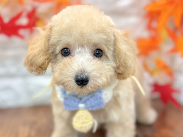 兵庫県のトイプードル(トイ) (ワンキャラット アミーゴ姫路飾磨店/2026年7月16日生まれ/男の子/ペールフォーン)の子犬の1枚目の画像