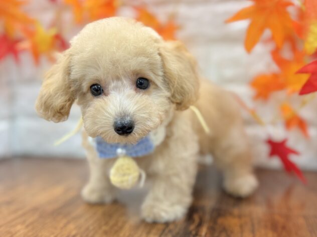兵庫県のトイプードル(トイ) (ワンキャラット アミーゴ姫路飾磨店/2026年7月16日生まれ/男の子/ペールフォーン)の子犬の4枚目の画像
