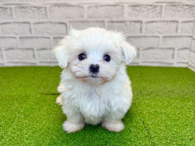 岡山県のマルチーズ (アミーゴ妹尾店/2026年7月4日生まれ/女の子/ホワイト)の子犬の1枚目の画像
