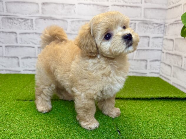 岡山県のハーフ犬・ミックス犬 (アミーゴ妹尾店/2026年7月7日生まれ/女の子/クリーム)の子犬の3枚目の画像