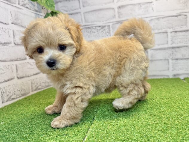 岡山県のハーフ犬・ミックス犬 (アミーゴ妹尾店/2026年7月7日生まれ/女の子/クリーム)の子犬の2枚目の画像