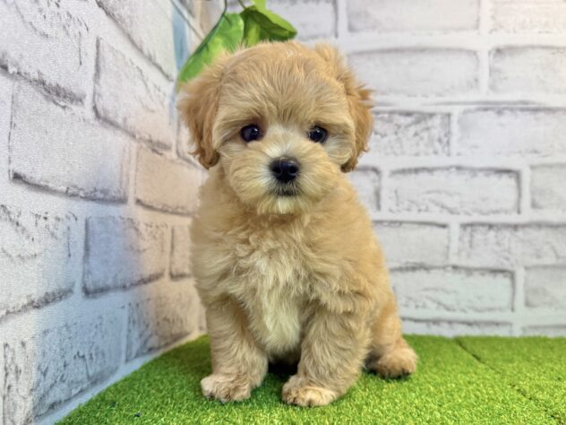 岡山県のハーフ犬・ミックス犬 (アミーゴ妹尾店/2026年7月7日生まれ/女の子/クリーム)の子犬の1枚目の画像
