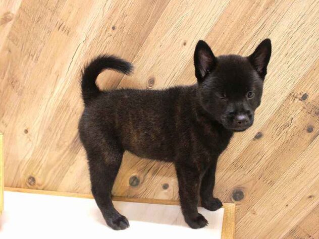 兵庫県の甲斐犬 (ペット・プラザ アミーゴつかしん店/2026年7月22日生まれ/女の子/黒虎)の子犬の4枚目の画像