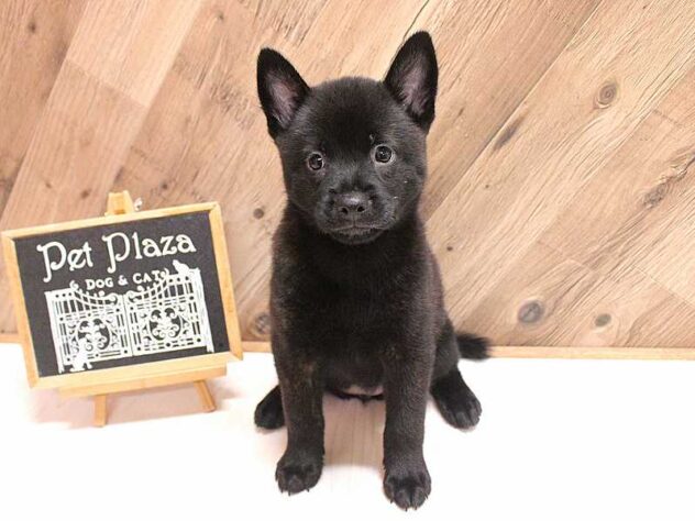 兵庫県の甲斐犬 (ペット・プラザ アミーゴつかしん店/2026年7月22日生まれ/女の子/黒虎)の子犬の2枚目の画像