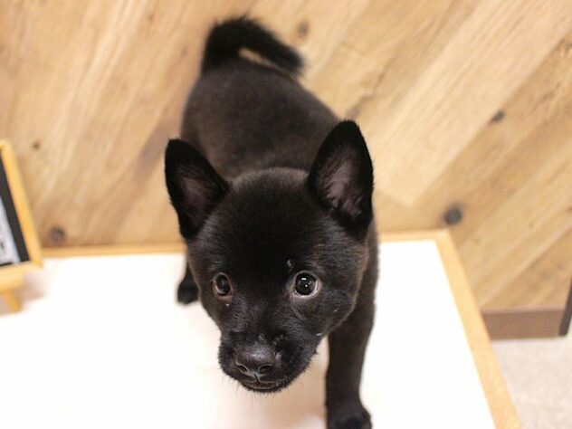 兵庫県の甲斐犬 (ペット・プラザ アミーゴつかしん店/2026年7月22日生まれ/女の子/黒虎)の子犬の3枚目の画像
