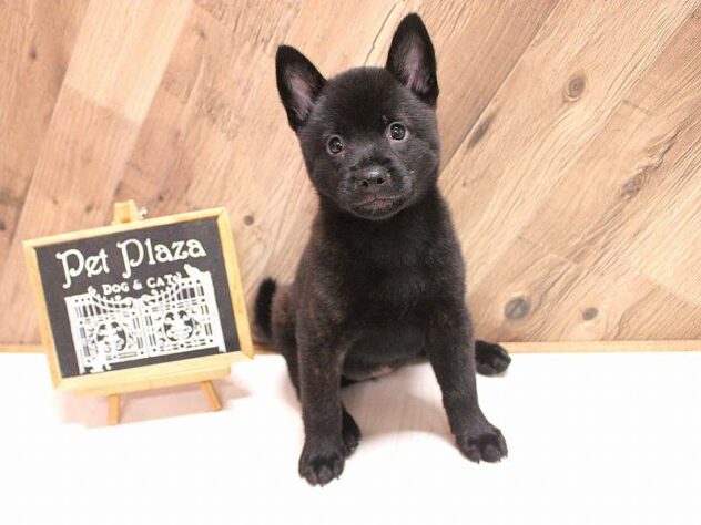兵庫県の甲斐犬 (ペット・プラザ アミーゴつかしん店/2026年7月22日生まれ/女の子/黒虎)の子犬の1枚目の画像