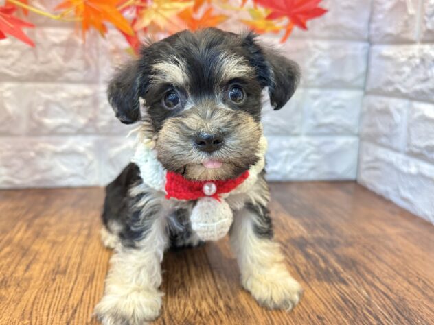 兵庫県のハーフ犬・ミックス犬 (ワンキャラット アミーゴ姫路飾磨店/2026年7月29日生まれ/女の子/ブラックタン)の子犬の3枚目の画像