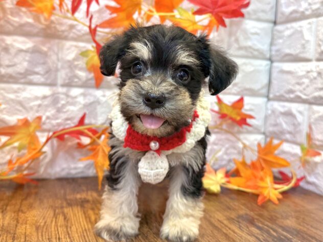 兵庫県のハーフ犬・ミックス犬 (ワンキャラット アミーゴ姫路飾磨店/2026年7月29日生まれ/女の子/ブラックタン)の子犬の2枚目の画像