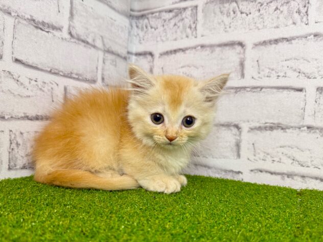岡山県のマンチカン (アミーゴ妹尾店/2026年7月9日生まれ/男の子/レッドタビー)の子猫の1枚目の画像