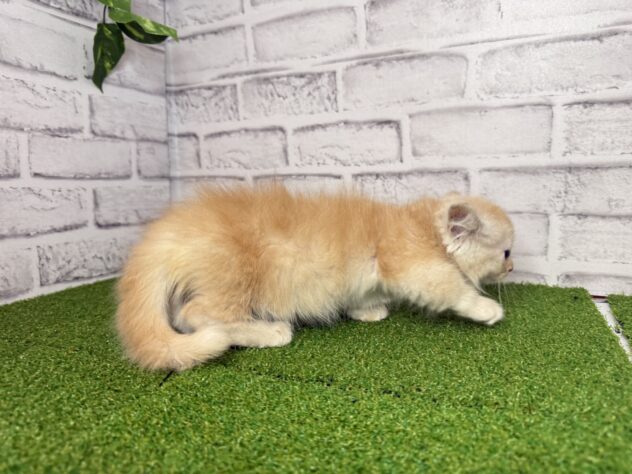 岡山県のマンチカン (アミーゴ妹尾店/2026年7月9日生まれ/男の子/レッドタビー)の子猫の2枚目の画像