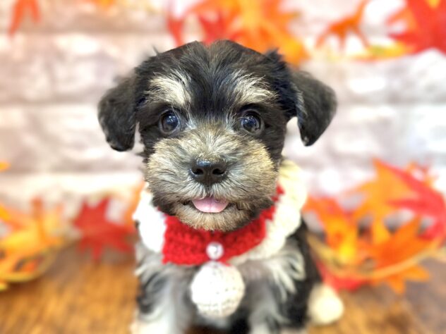 兵庫県のハーフ犬・ミックス犬 (ワンキャラット アミーゴ姫路飾磨店/2026年7月29日生まれ/女の子/ブラックタン)の子犬の1枚目の画像