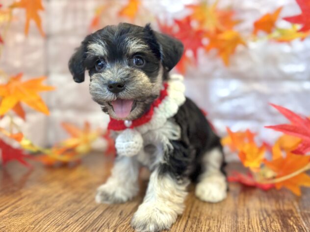 兵庫県のハーフ犬・ミックス犬 (ワンキャラット アミーゴ姫路飾磨店/2026年7月29日生まれ/女の子/ブラックタン)の子犬の4枚目の画像
