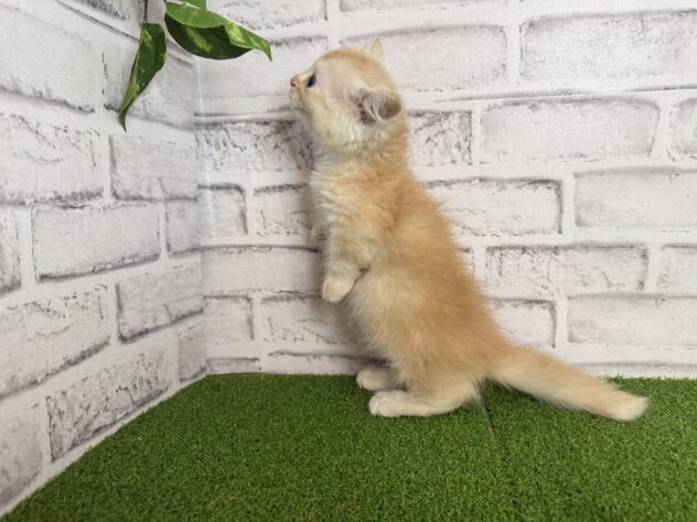 岡山県のマンチカン (アミーゴ妹尾店/2026年7月9日生まれ/男の子/レッドタビー)の子猫の3枚目の画像
